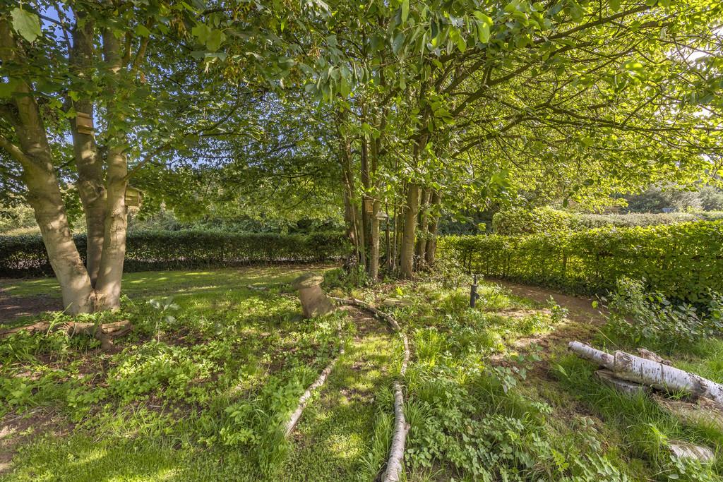 Wooded Area