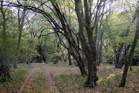 Woodland for sale, Lark's Lane, Great Waltham CM3