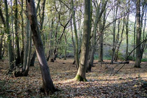 Woodland for sale, Lark's Lane, Great Waltham CM3