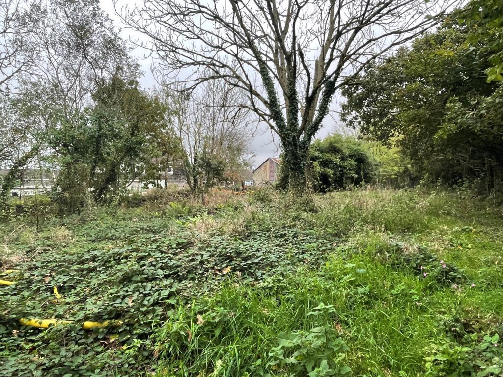 Overgrown grassland