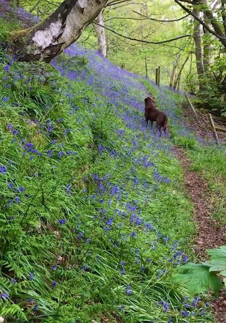 Blue bells.jpg