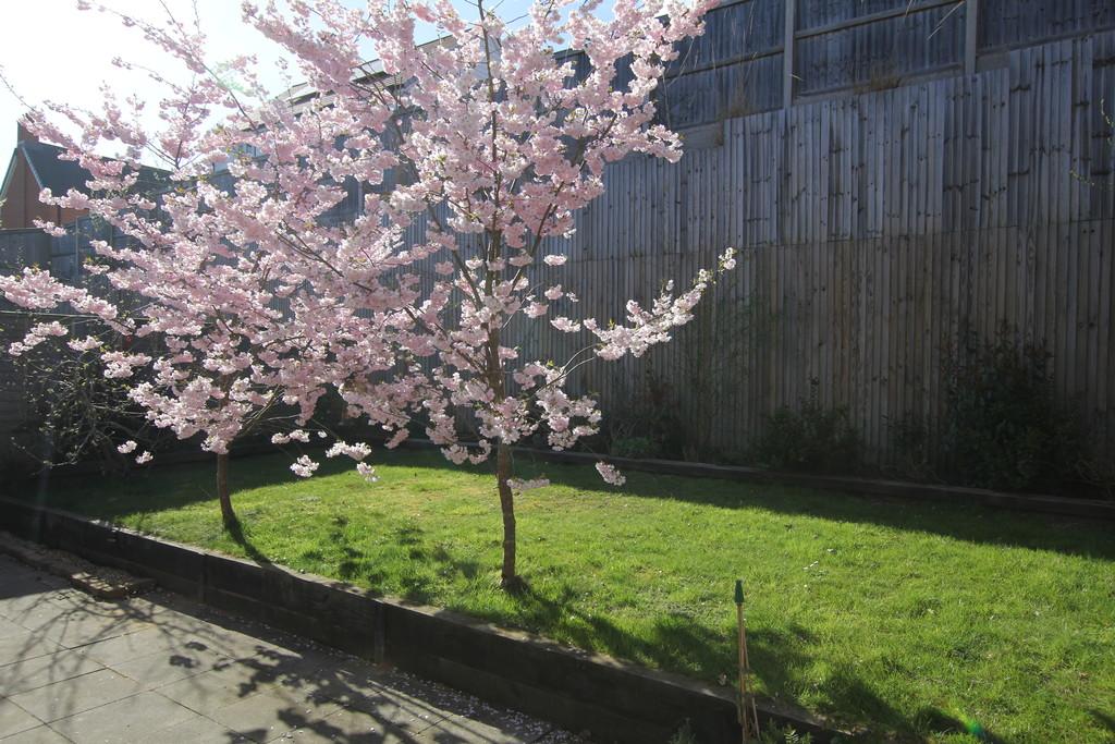 Garden 1