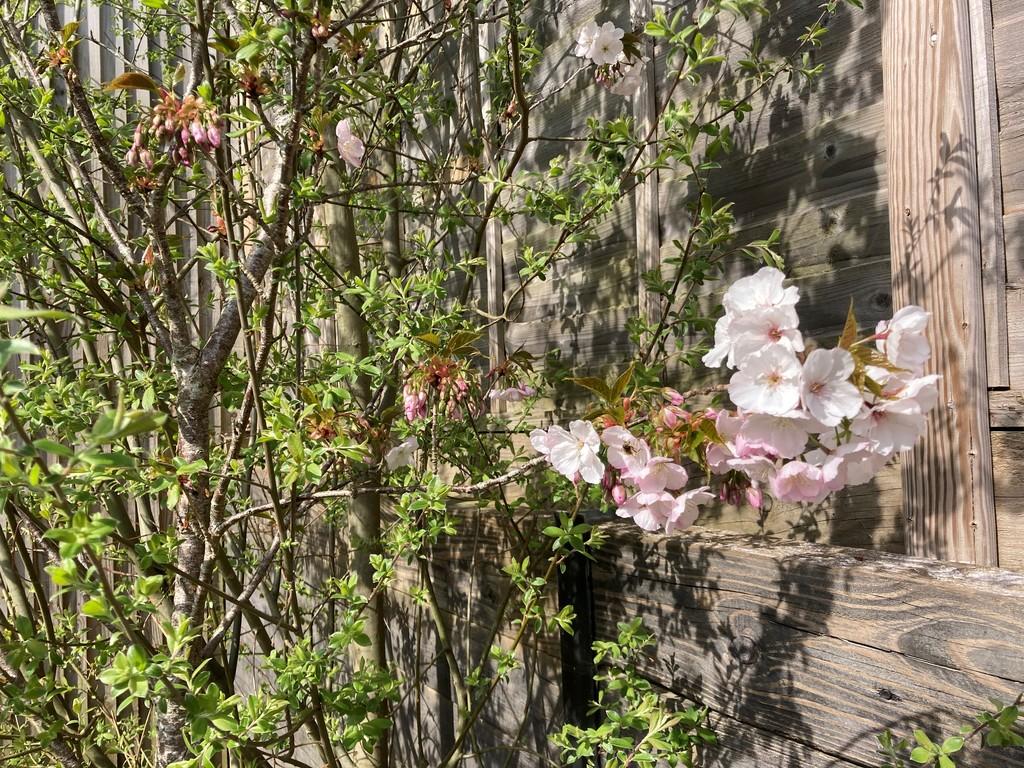 New Garden 1