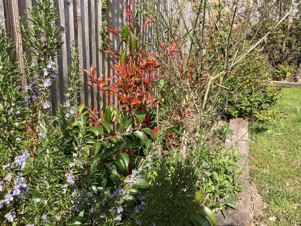 New Garden 2