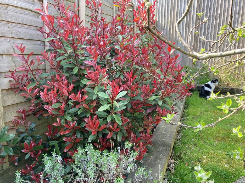New Garden 3