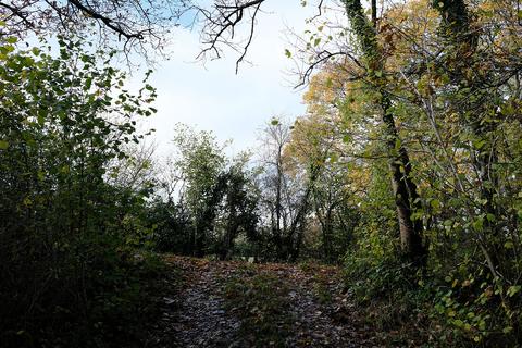 Woodland for sale, Whitford Hill, Corfe TA3