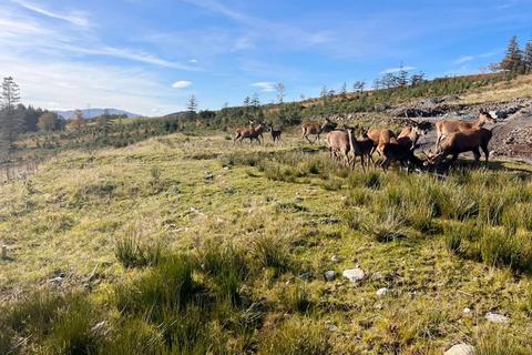 Land for sale, Achnabobane, Spean Bridge PH34