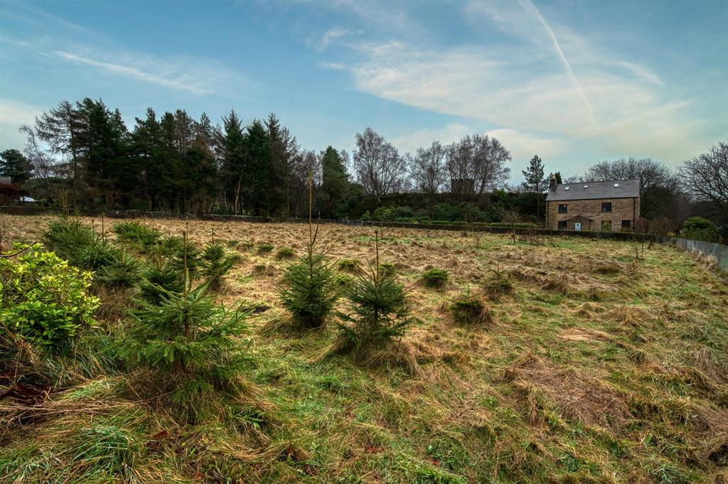 Orchard and Christmas Tree plantation.jpg