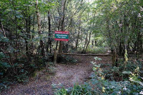 Woodland for sale, Shortgate Lane, Lewes BN8