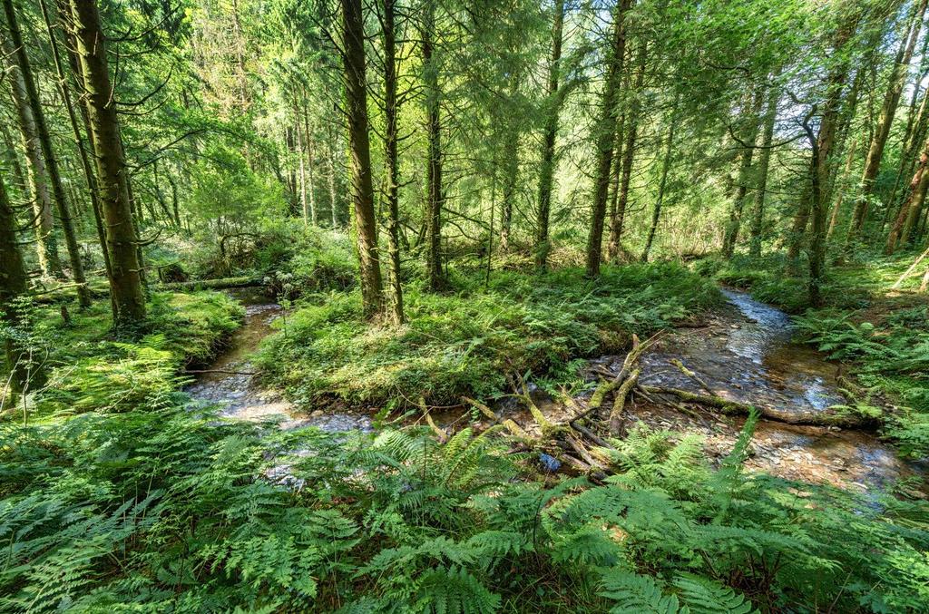 Forest Area