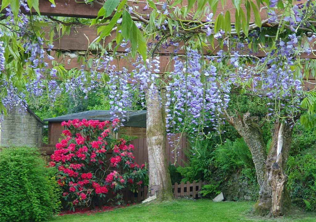 Wisteria.jpg