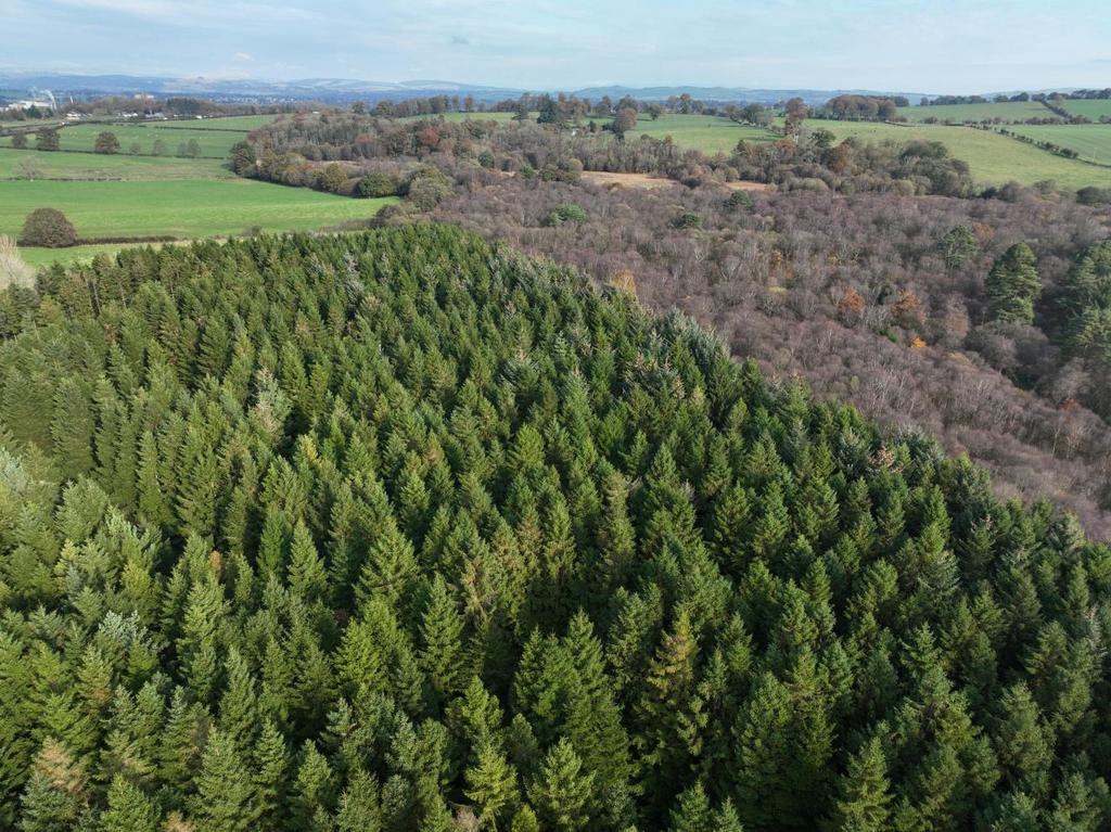 East Dalskairth Moss Wood