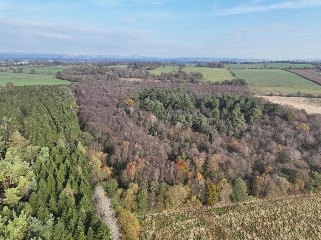 East Dalskairth Moss Wood