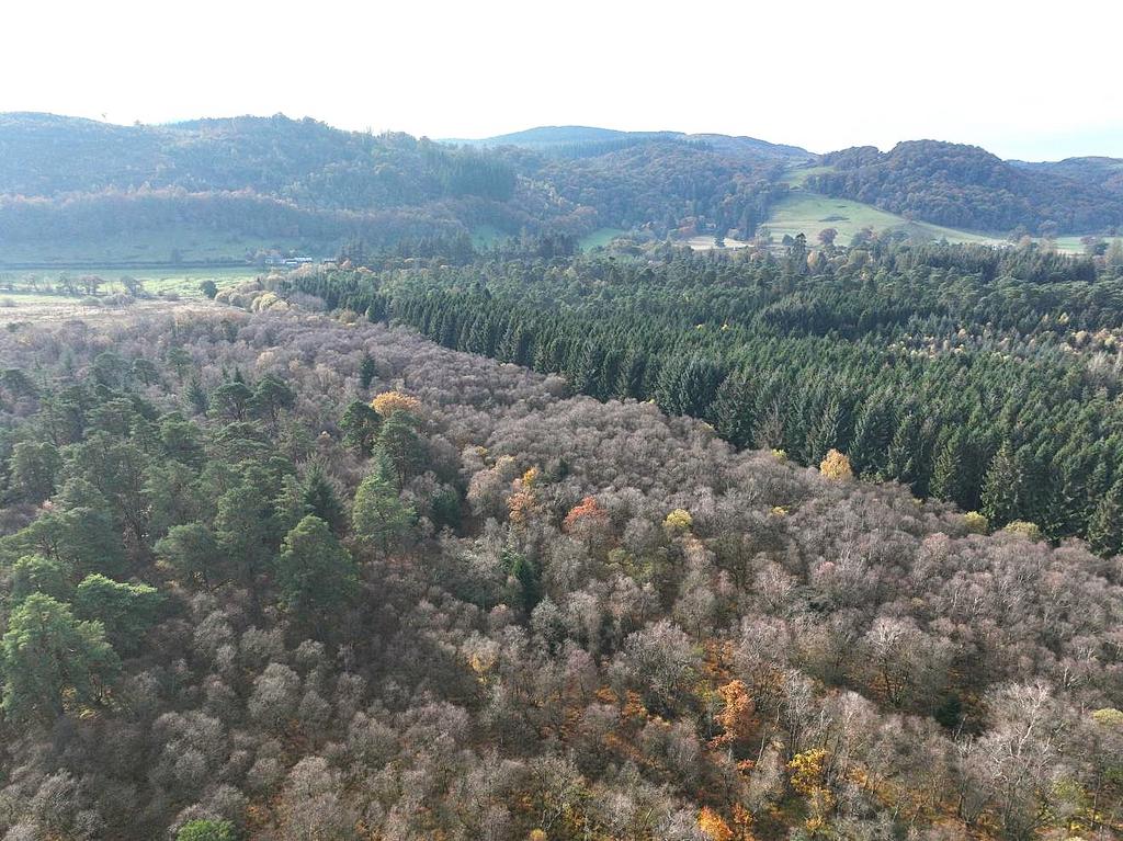 East Dalskairth Moss Wood