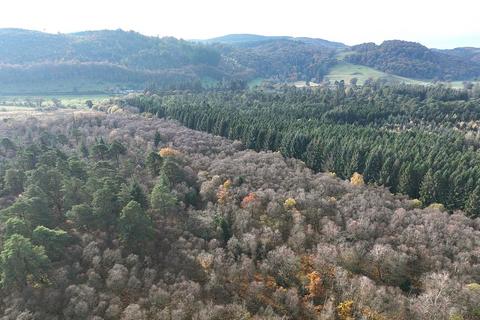 Woodland for sale, Dumfries DG2