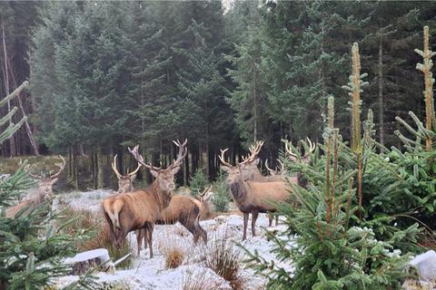 Land for sale, Rutting Season 7, Spean Bridge, Fort William