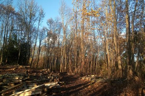 Woodland for sale, Preston Hill, Wingham CT3