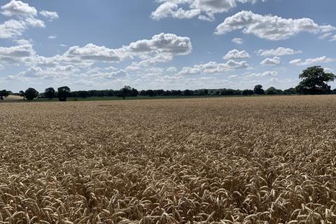 Farm land for sale, LOT 4 - 19.95 Ha (49.30 Ac) Arable Land, Hemblington Road, Strumpshaw, Norfolk, NR13 4NE