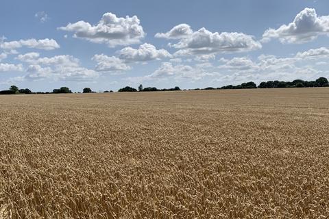 Farm land for sale, LOT 5 - 26.55 Ha (65.61 Ac) Arable Land, Hemblington Road, Strumpshaw, Norfolk, NR13 4NE