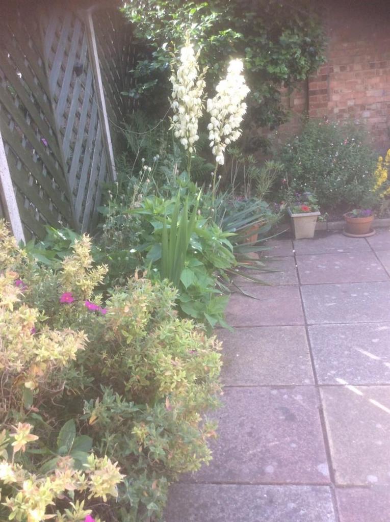 Garden 1.jpg