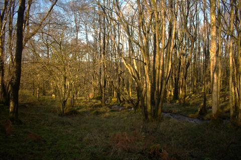 Woodland for sale, & Horse Pastures Wood  LA12