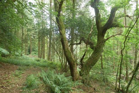 undefined, Lyme Road, Uplyme, Axminster