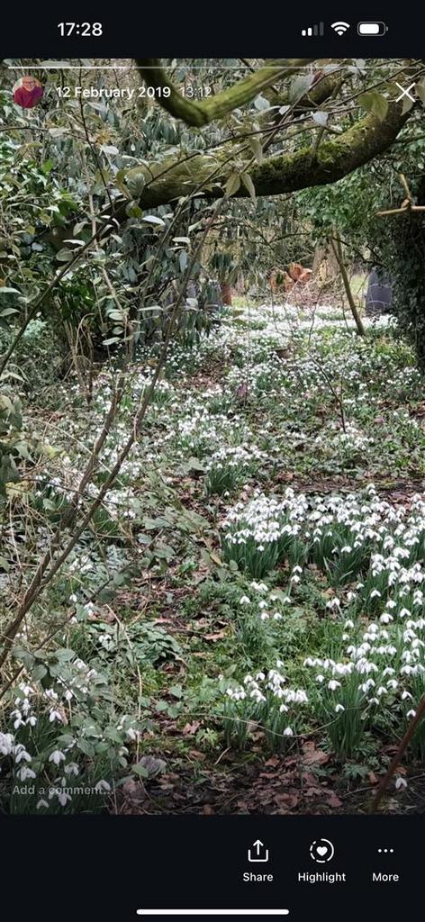 Snowdrops.jpg