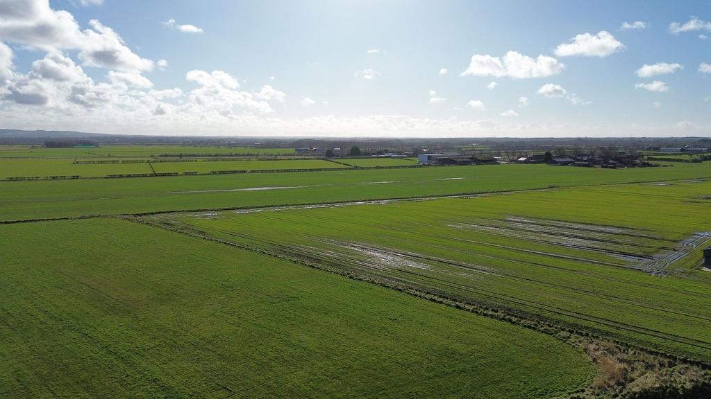Local fields