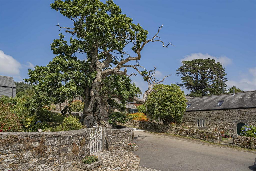 Darley Oak (Oldest Tree in Cornwall)