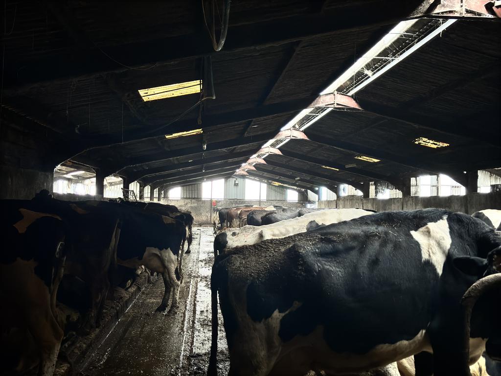 Modern 225 Cubicle Dairy Cow Complex