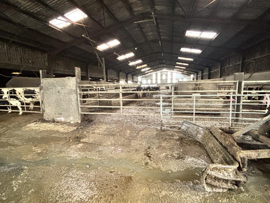 Modern 225 Cubicle Dairy Cow Complex