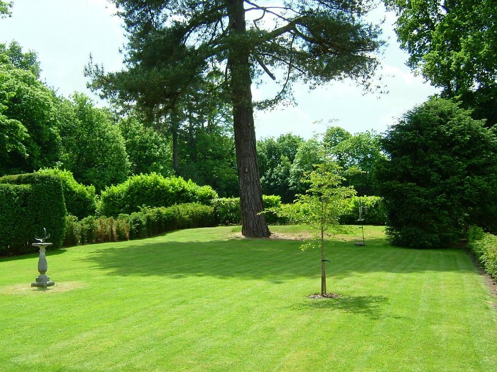 Garden In Summer