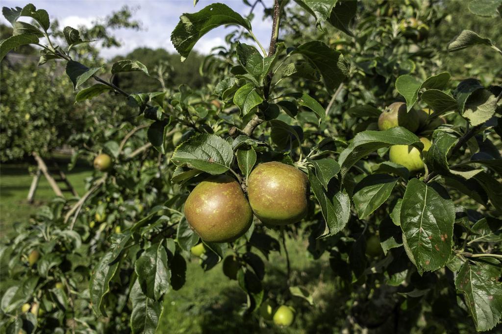 Orchard 1