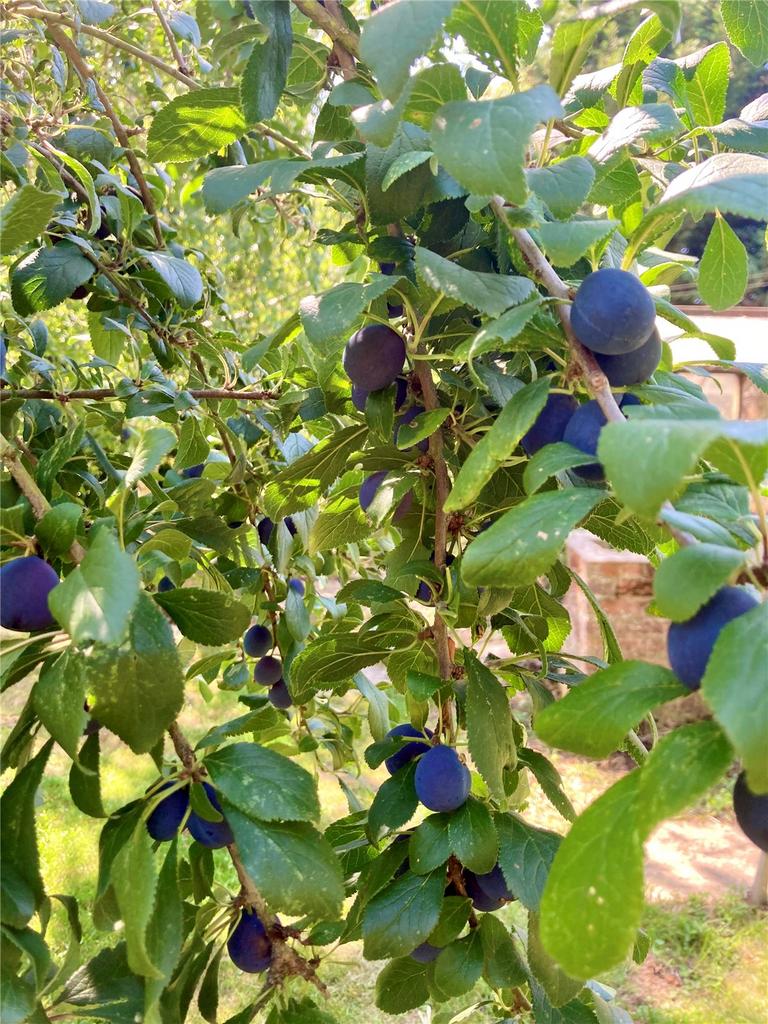 Orchard 3