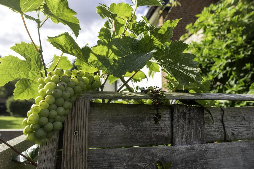 Grapes