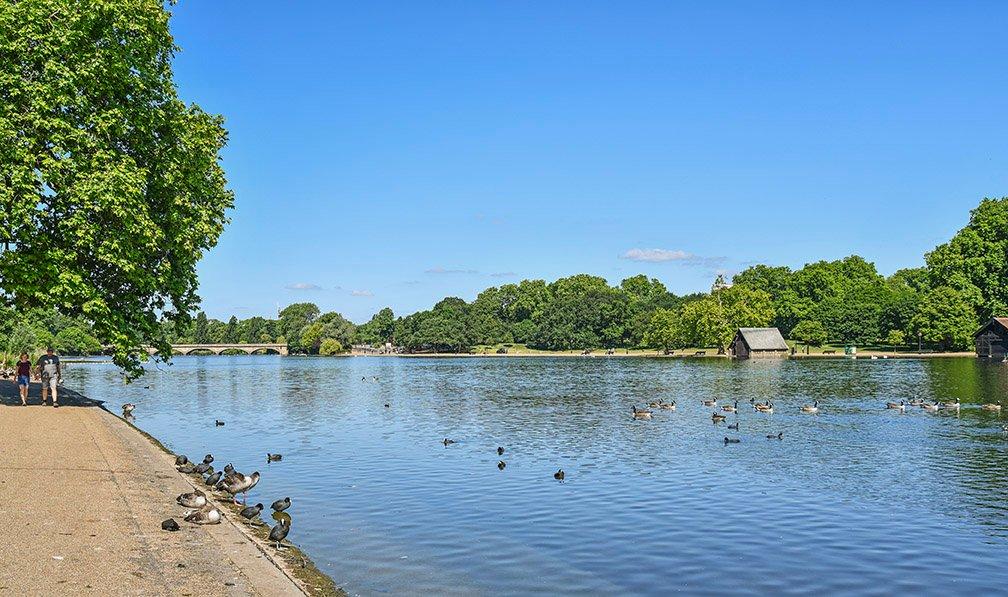 Serpentine
