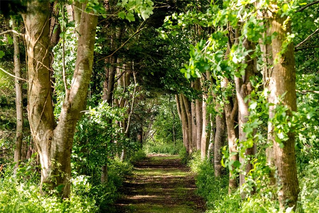 Woodland Area