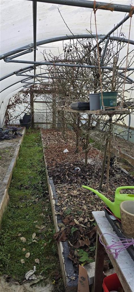 Polytunnel