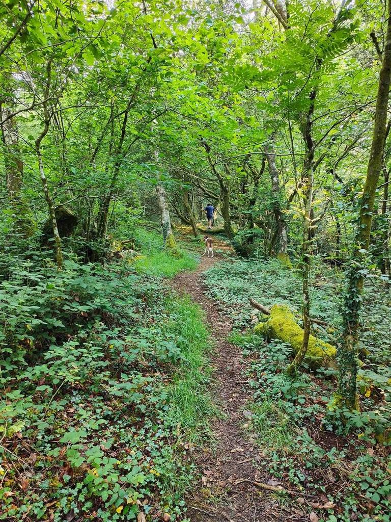 Woodland walk