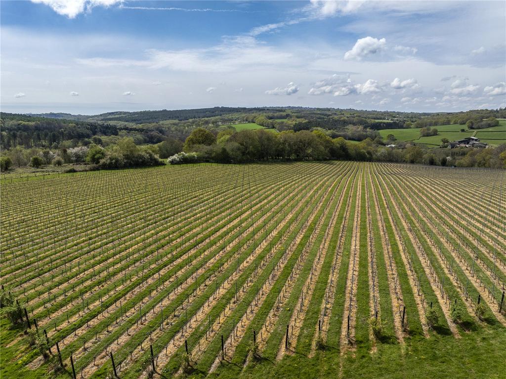 Vineyard