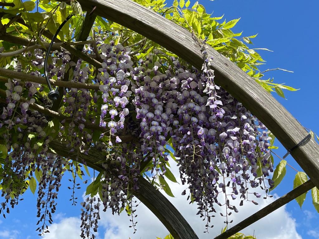 Back Garden In Bloom