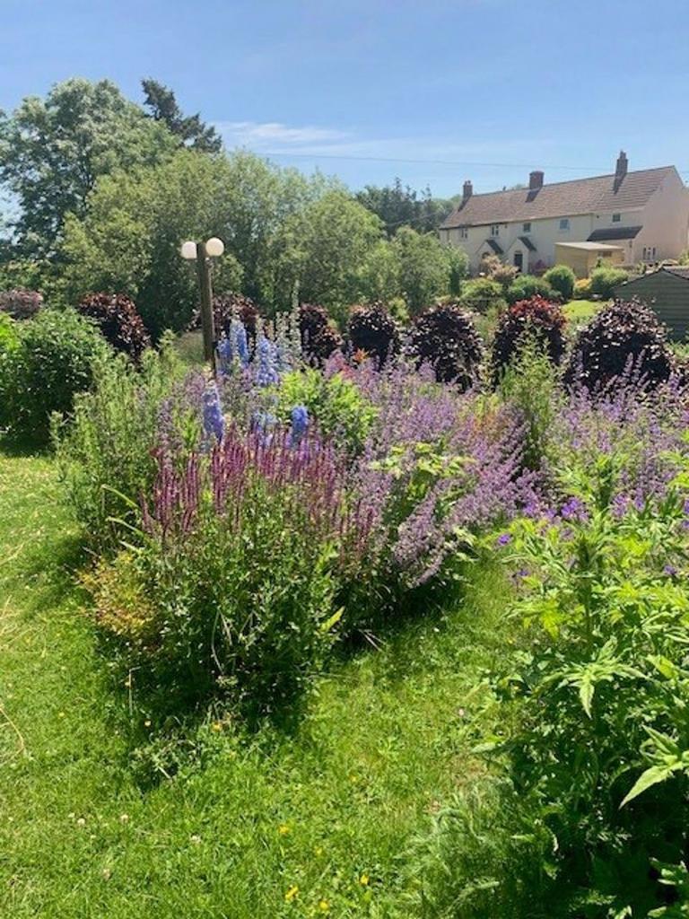 Garden in summer