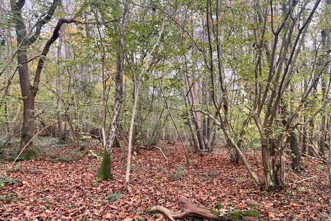 undefined, Land At Petworth, Ides Common, Eartham