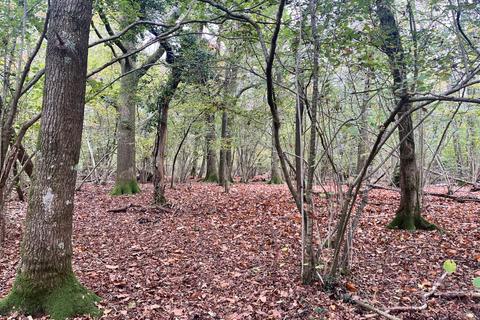 undefined, Land At Petworth, Ides Common, Eartham