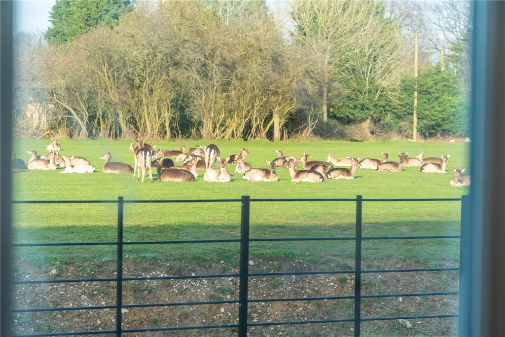 Wild Deer In Grounds