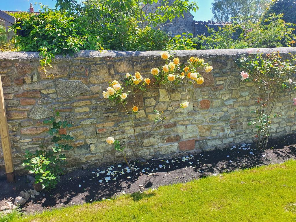 Summer time garden