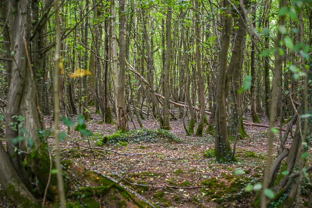 Woods