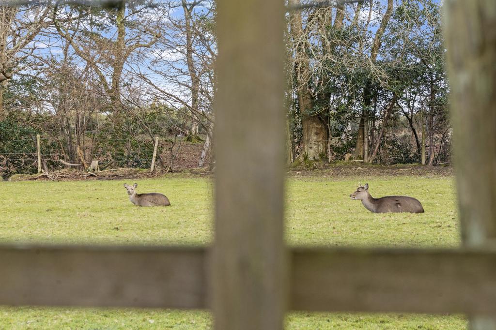 Local Deer