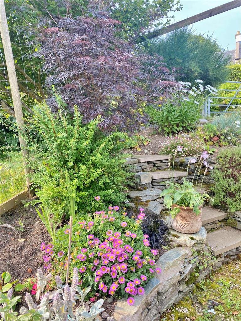 Summer gardens
