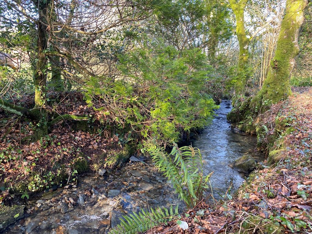 Stream at bottom of garden